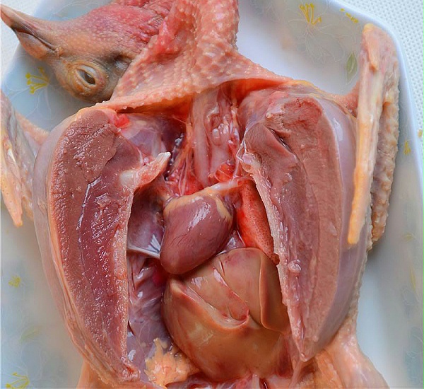 鸽肉酶解制取乳鸽肽