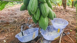 木瓜蛋白酶、风味酶在宠物诱食风味剂中的应用