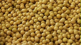 碱性蛋白酶在大豆肽生产中的应用