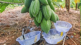 饲料替抗得力助手——蛋白酶