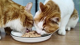 猫犬诱食剂适口性翻倍——酶制剂的正确应用