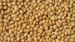 碱性蛋白酶在改性大豆蛋白生产中的应用