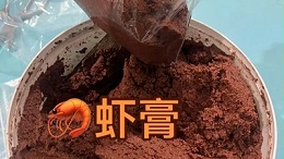 不分层流动性好——碱性蛋白酶在虾膏水产诱剂的卓越表现