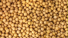 利用酶解法改善大豆蛋白功能性