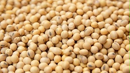 油豆沙豆粕难溶解？复配酶制剂解锁速溶新方案