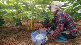 木瓜蛋白酶的正确使用方法?实操用法一次讲透