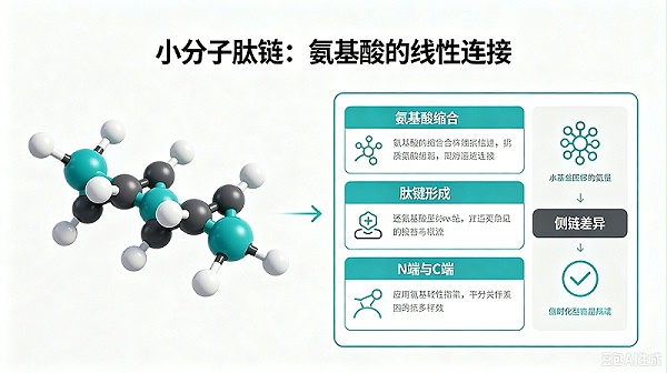 小分子活性肽 小分子活性肽