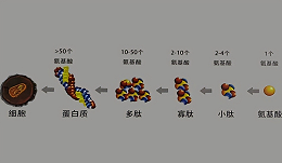 酶解在蛋白多肽生产中有什么特别之处