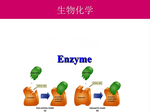 酶的定义