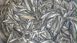 解锁水产诱食剂潜能——酶制剂的创新应用