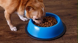 酶解+资源赋能，鸡肝水解液工艺解析