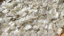 鱼鳞制备胶原蛋白肽——酶解工艺解锁健康新可能