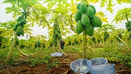 解锁鱿鱼脱皮“酶”力——木瓜蛋白酶的神奇应用