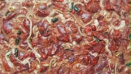 高诱食鸡肝浆核心秘诀——生物酶解技术