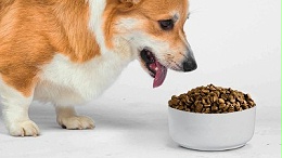 宠物饲料诱食剂是用什么做的？酶制剂很重要