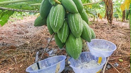 木瓜蛋白酶——解锁鸡肉嫩滑不渣的奥秘