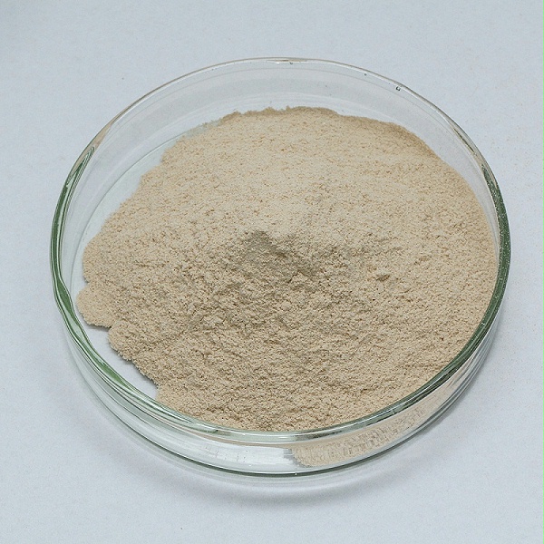 Alkaline protease13
