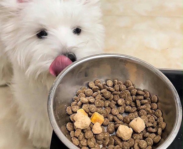 酶解工艺生产的狗粮