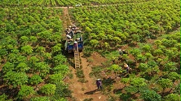 天然酶制剂——木瓜蛋白酶的作用与应用