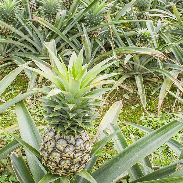 菠萝蛋白酶主要由茎叶提取