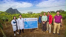 木瓜蛋白酶收割进行时——每颗果实都藏着酶的活力