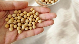酶解大豆工艺——解锁零添加健康饮品的自然之道