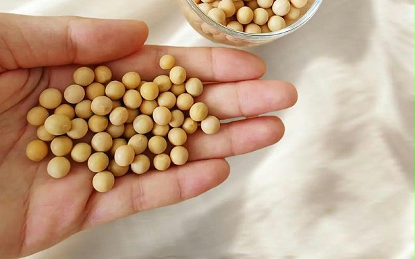 豆浆酶解改性