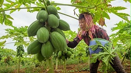 木瓜蛋白酶跨界出圈！食品医药领域全覆盖
