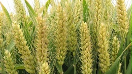 碱性蛋白酶、风味酶在小麦蛋白肽生产中的应用