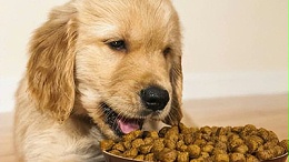 让鸡肝变身宠物的“营养诱惑”——复配蛋白酶