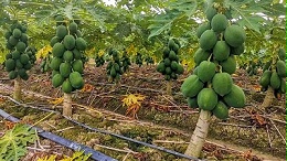 中国十大酶制剂公司企业解读盘点