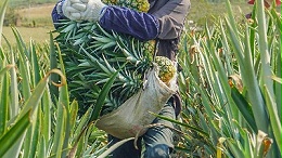 探秘解读：菠萝蛋白酶的作用