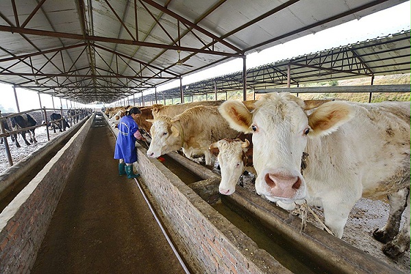 饲料蛋白酶 饲料蛋白酶